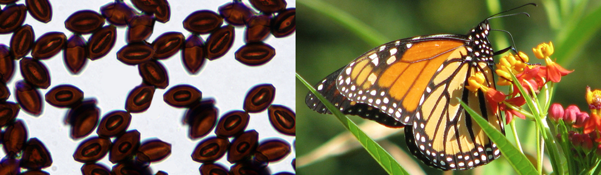 Altizer lab: Monarch butterfly migratory behavior affects the transmission of the debilitating protozoan parasite, Ophryocystis elektroscirrha