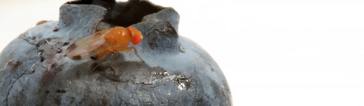 Moore lab: Drosophila suzukii has a unique larval nutritional ecology among the Drosophilids